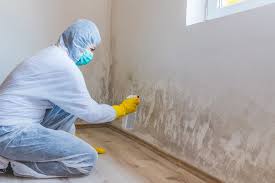 Best Black Mold Removal in Madison, IN